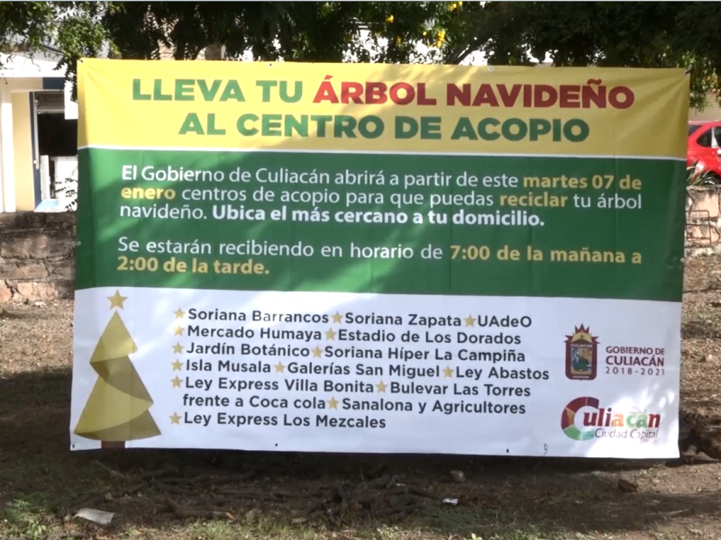 Instalan centro de acopio para arboles de navidad