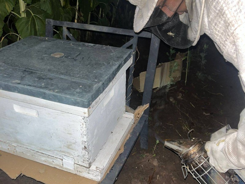 Instalan colmena de abejas en Santa Cruz