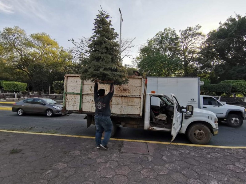 Instalan seis acopios para recolección de pinos navideños en Tepic