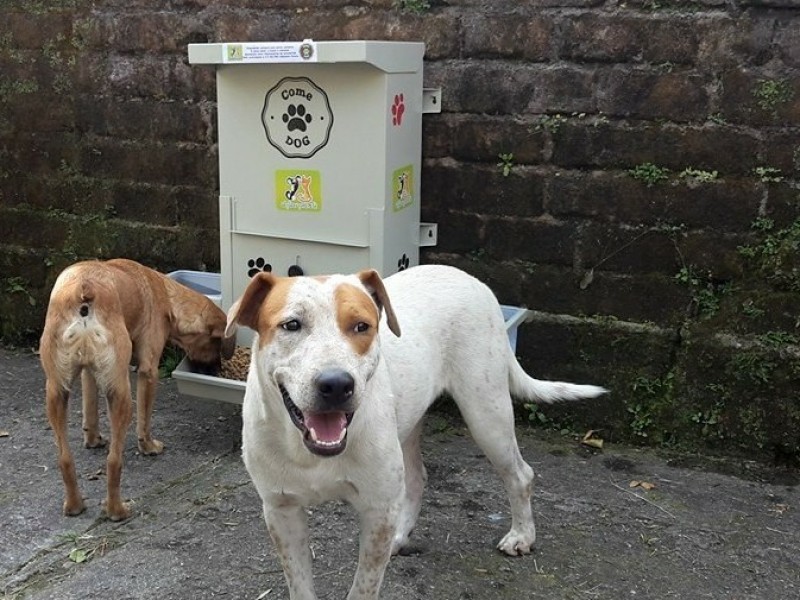 Instalará asociación comederos y bebederos para perros callejeros