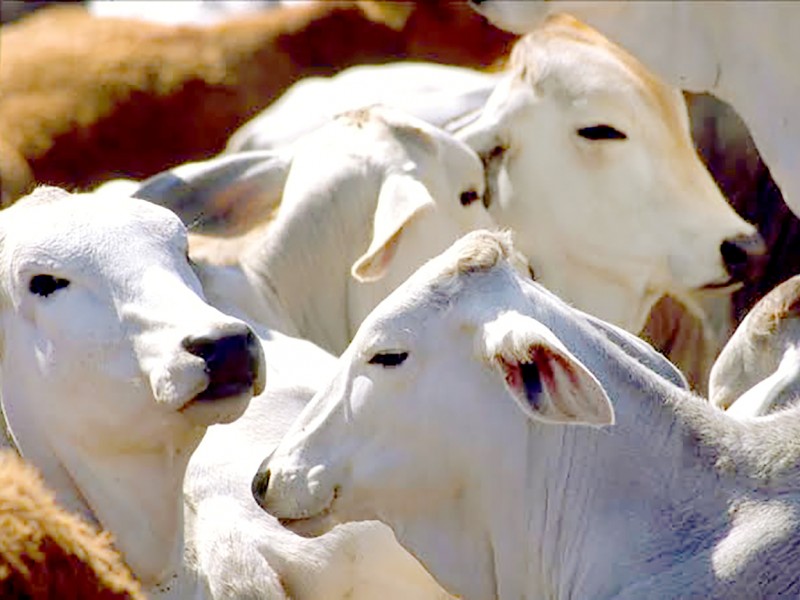 Instalarán filtros sanitarios que eviten la entrada de ganado contaminado