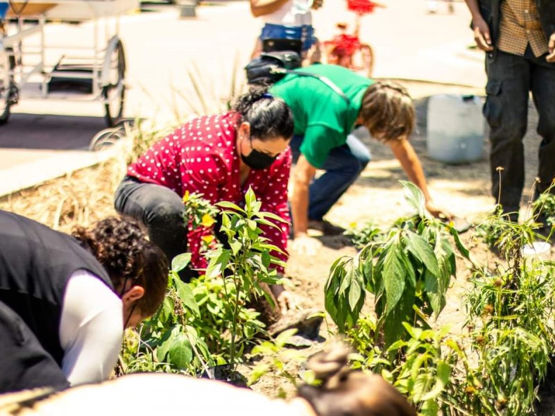 Instalarán jardines de polinizadores en plazas y parques