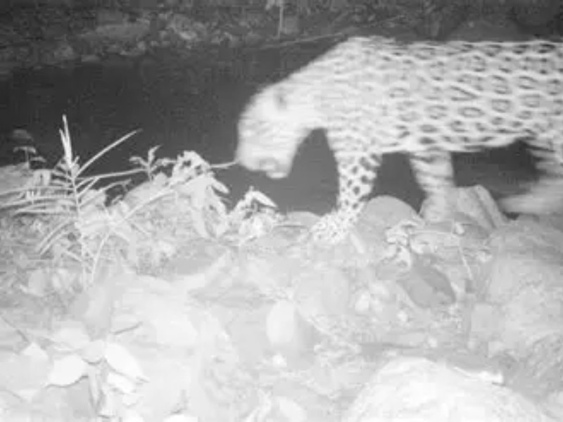 Instalarán más cámaras trampa para captar jaguares en Michoacán