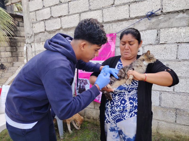 Instalarán módulos de vacunación canina y felina
