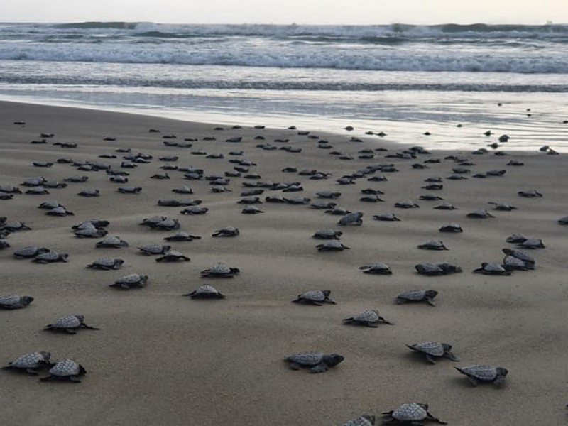 Instauran Junio como el Mes de la Tortuga en Tuxpan