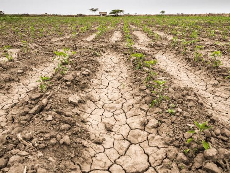 Instituto Interamericano de Agricultura pide esfuerzos contra la crisis climática