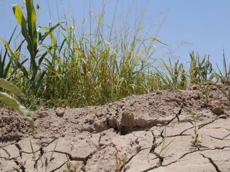 Insuficientes lluvias para mitigar impacto de sequía en cultivos