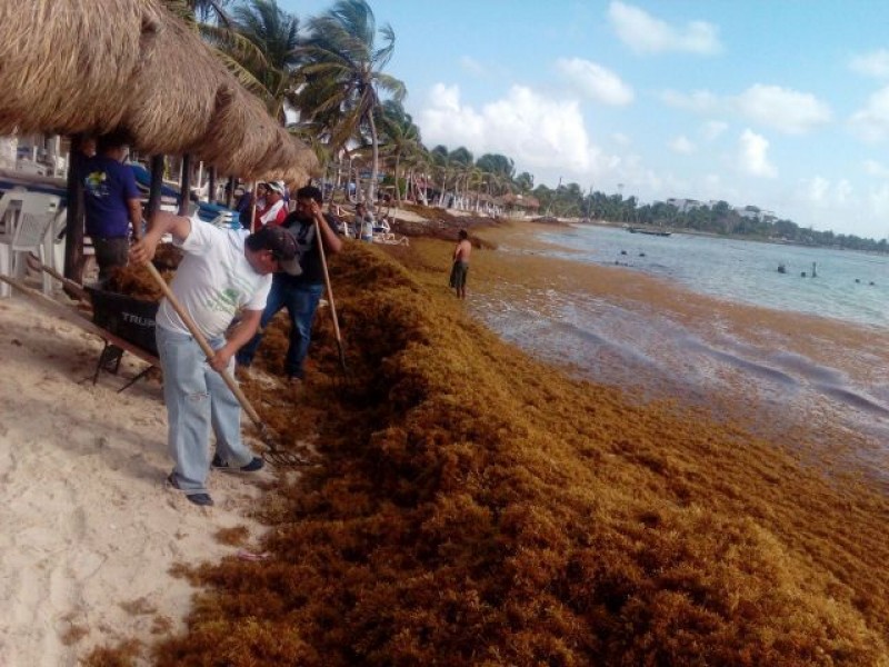 Integran comité científico para combatir sargazo