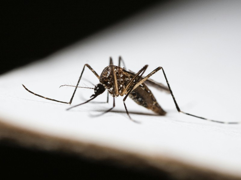Intensa plaga de mosquitos en La Piedad: autoridades llaman a la corresponsabilidad