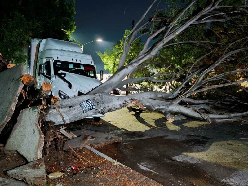 Intensifican acciones preventivas ante caída de árboles en Guadalajara
