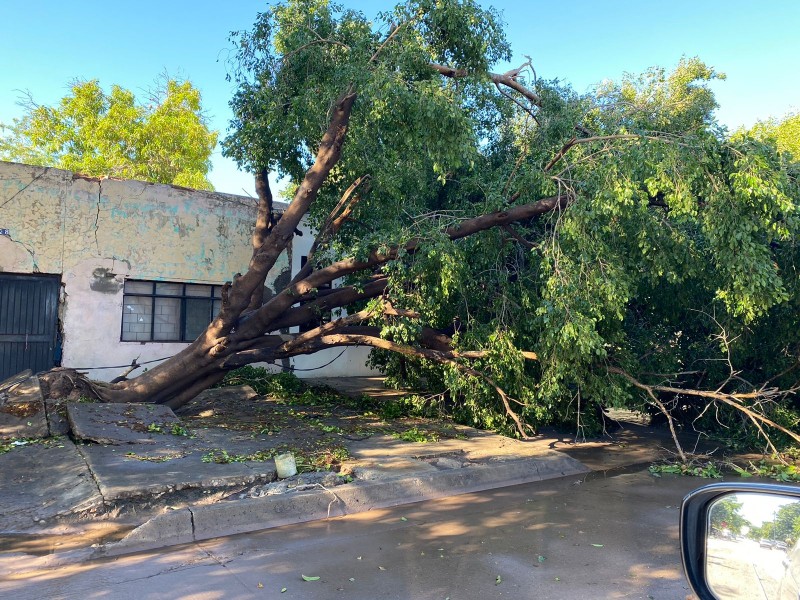 Intensifican jornada para retirar árboles caídos en Los Mochis