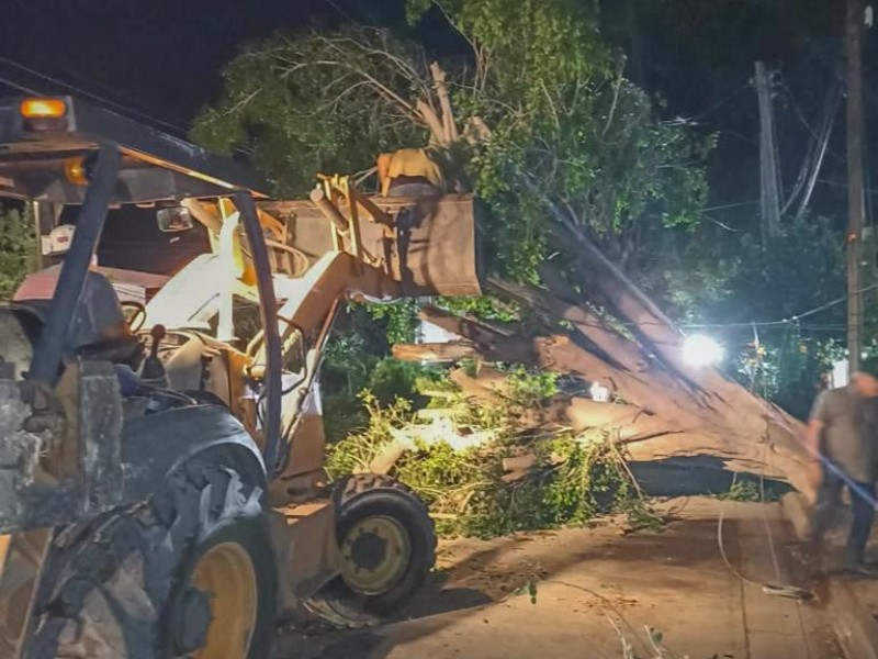 Intensifican jornada para retirar árboles caídos por fuertes vientos