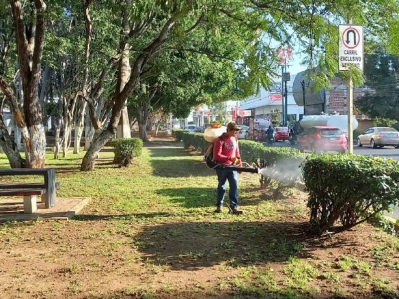 Intensifican labores de fumigación en árboles de Zamora