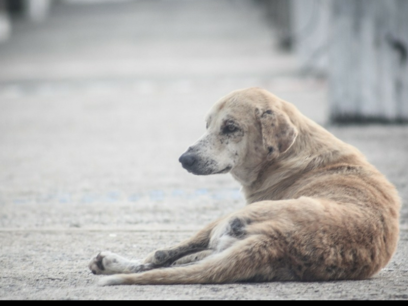 Intensifican promoción del cuidado animal en Zamora