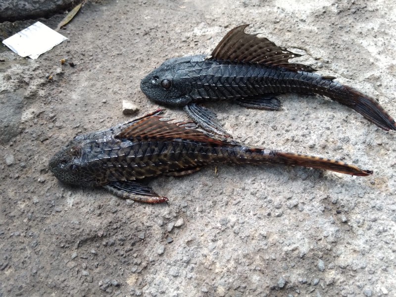 Intentan erradicar pez diablo de ojo de agua de Pantanal