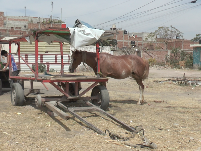 Intercambian caballos por motos para vender elotes