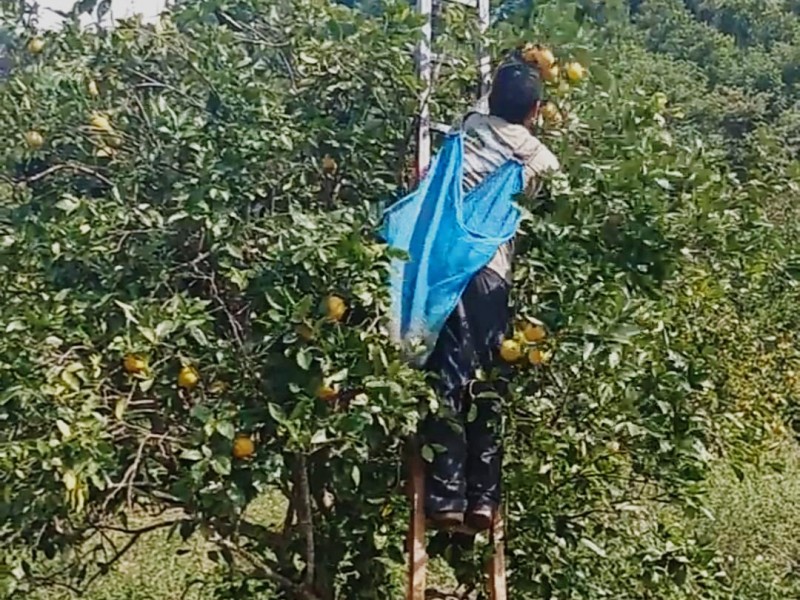 Intermediarios comerciales, problema para productores