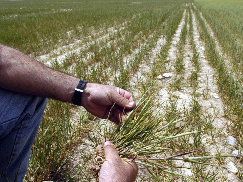 ¿Intermediarios un mal necesario en el campo?