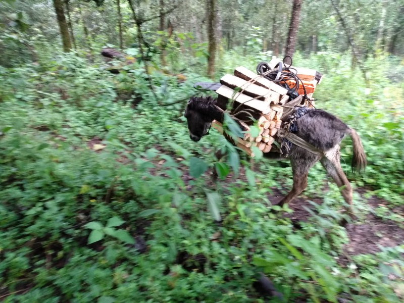 Interminable tala de bosques en Michoacán