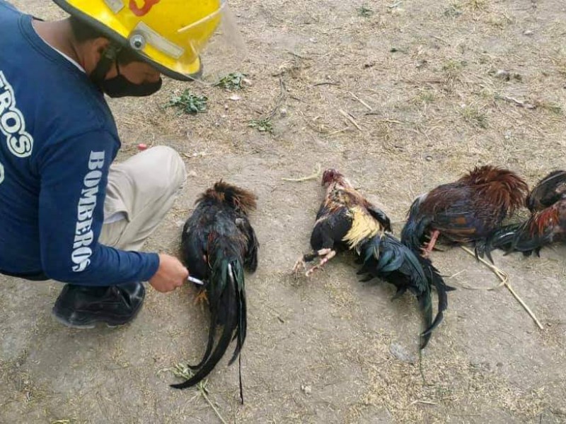 Interrumpen pelea de gallos en Santa María Coapan