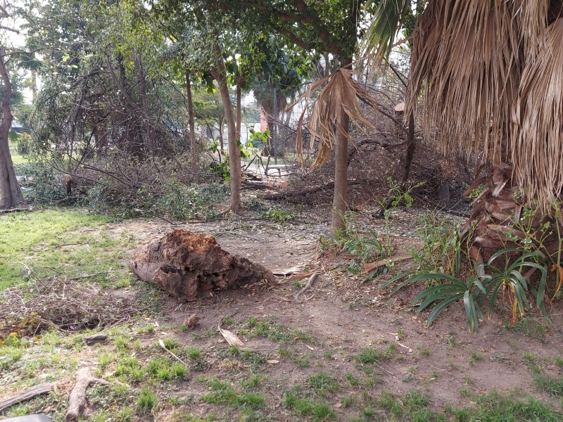 Intervienen 85 árboles del Jardín Jalisco por muérdago