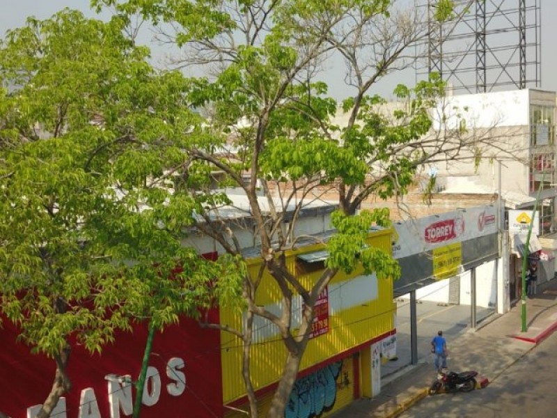 Intervienen árboles en el centro de Tuxtla Gutiérrez
