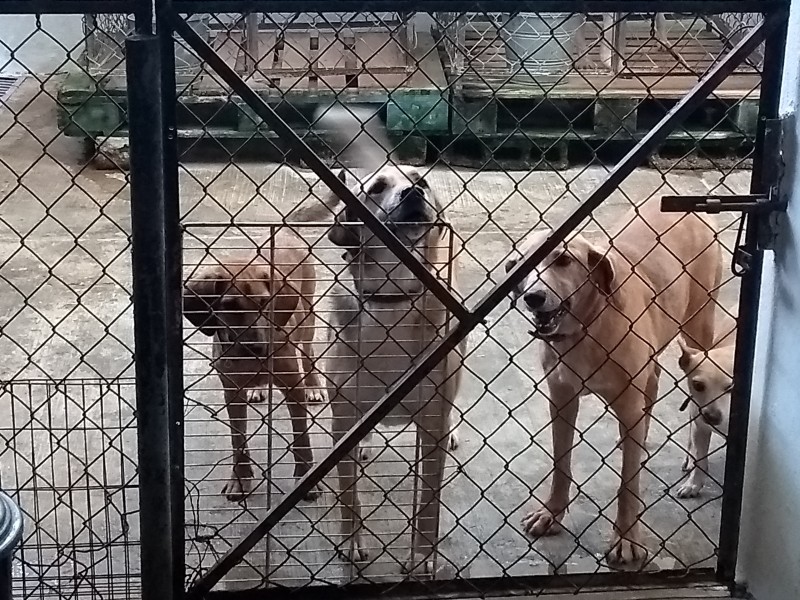 Intimidan a protectora de mascotas