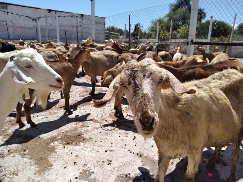 Introductores reportan baja venta de caderas  de Matanza