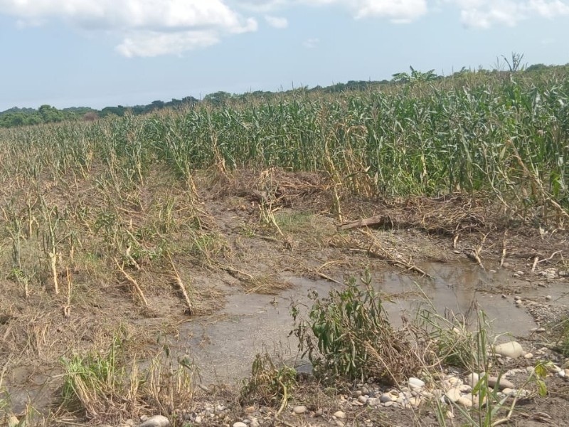 Inundación deja afectaciones en el campo tuxpeño Inundación deja afectaciones en el campo tuxpeño