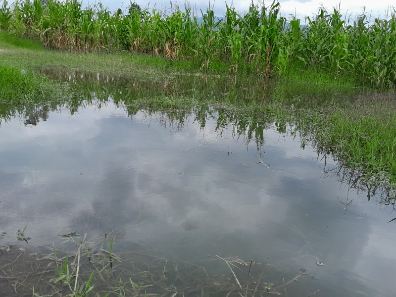 Inundación en la Mintzita afectó 100 hectáreas de cultivo