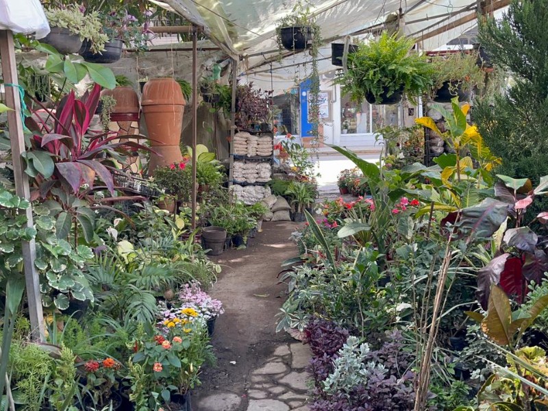 Inundación provocó pérdidas y baja venta en viveros de Tuxpan