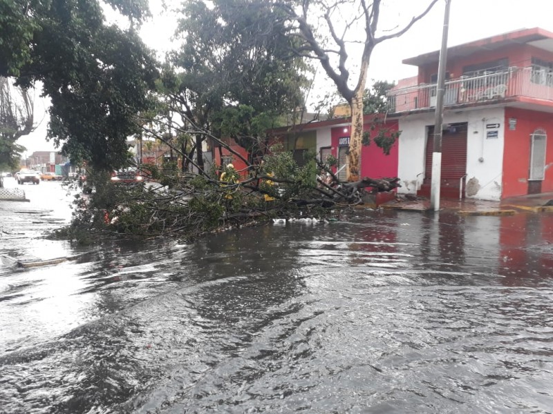 Inundaciones y árboles caídos tras tormenta