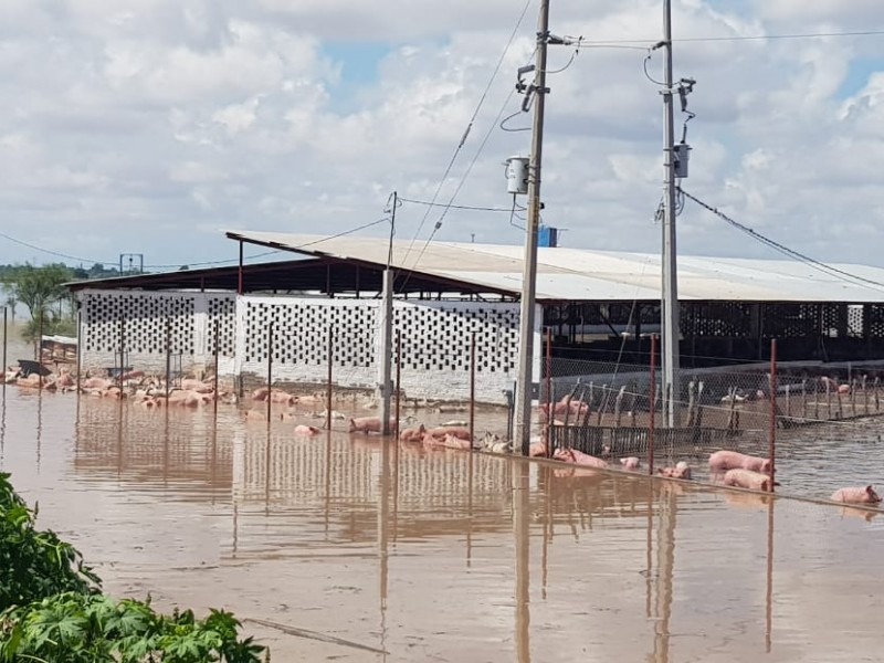 Inundaciones deja pérdidas millonarias en el sector porcícola