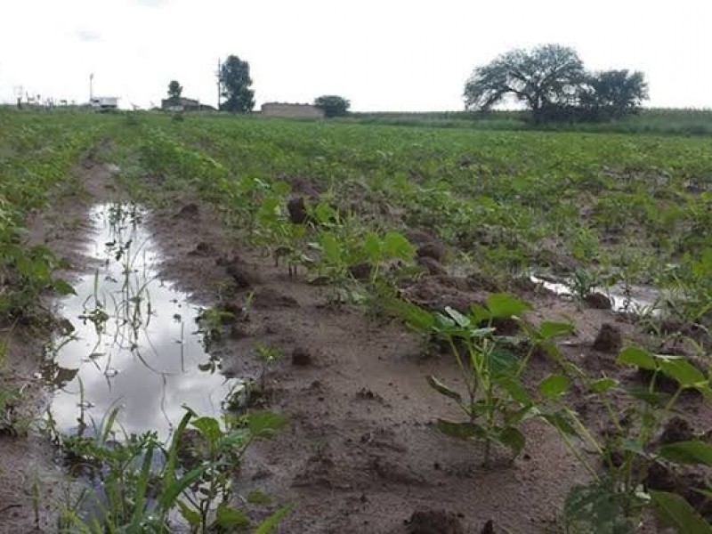 Inundaciones no afectaron tierras de cultivo en Tuxpan