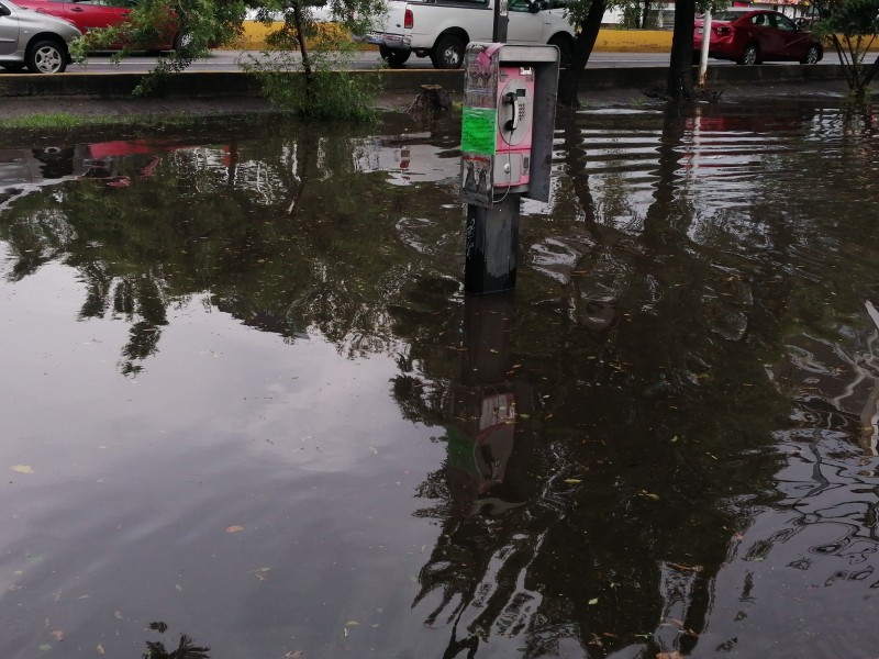 Inundaciones y árboles caídos tras lluvia en Zapopan