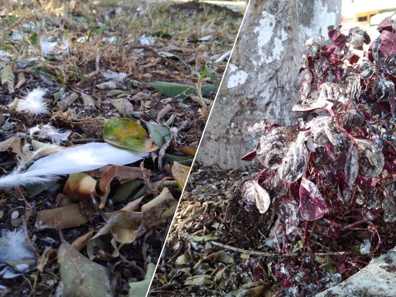 Invade garza garrapatera boulevard Héroe de Nacozari