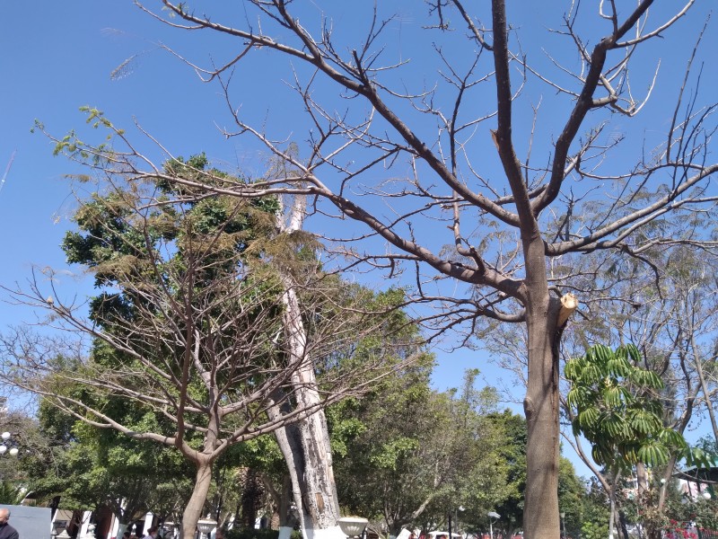 Invade nueva plaga de mosquita blanca árboles de Tehuacán.