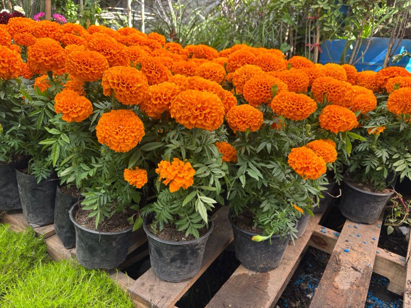 Invernaderos mexiquenses comienzan venta de flor de cempasúchil