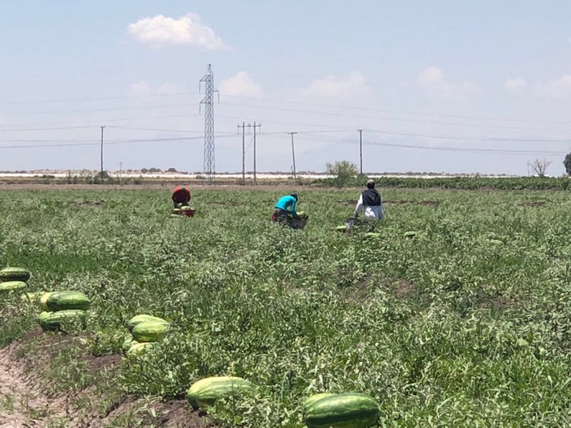 Aplican inversión para la tecnificación del campo lagunero