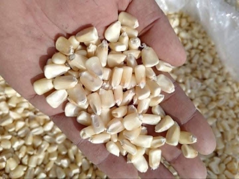 Invertirá gobierno de Querétaro 20 mdp en apoyos a productores de maíz