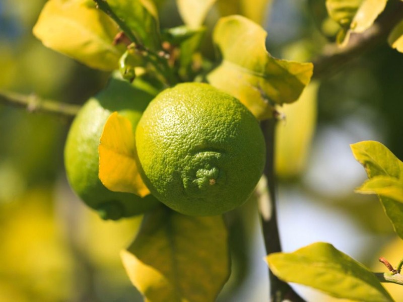 Invertirán  801 MDP con Plan Michoacán para agricultores