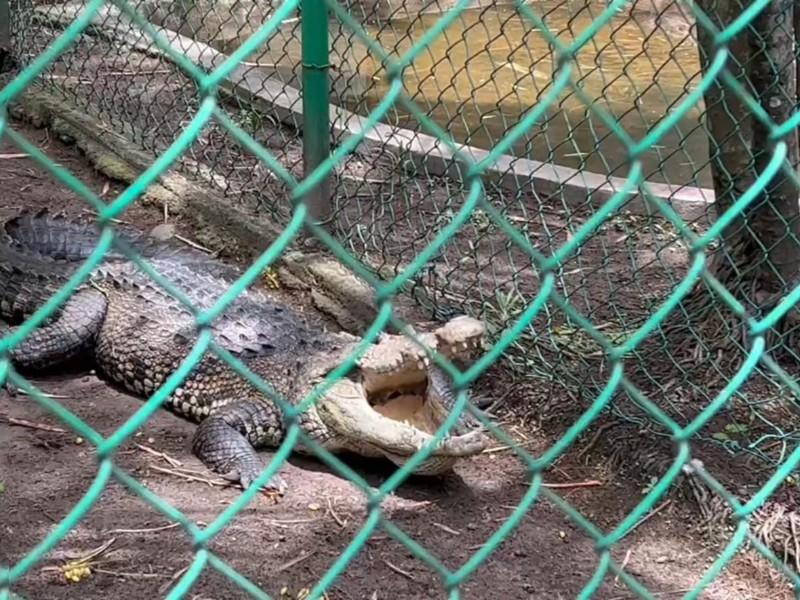 Investiga FGE robo de cocodrilo en zoológico de Veracruz