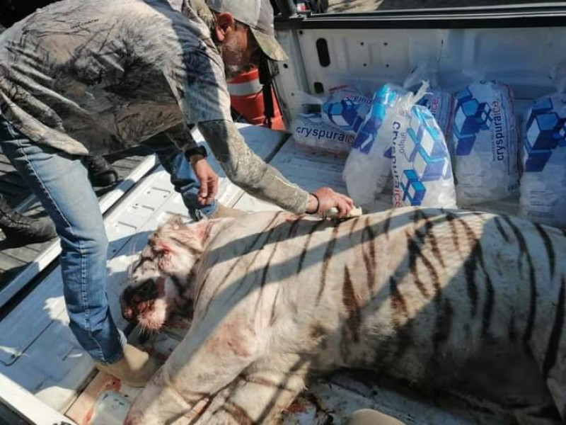 Investiga PROFEPA asesinato de tigre blanco en Huimilpan