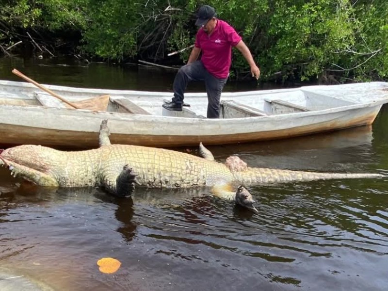 Investiga PROFEPA y la FGR muerte de cocodrilo en Oaxaca