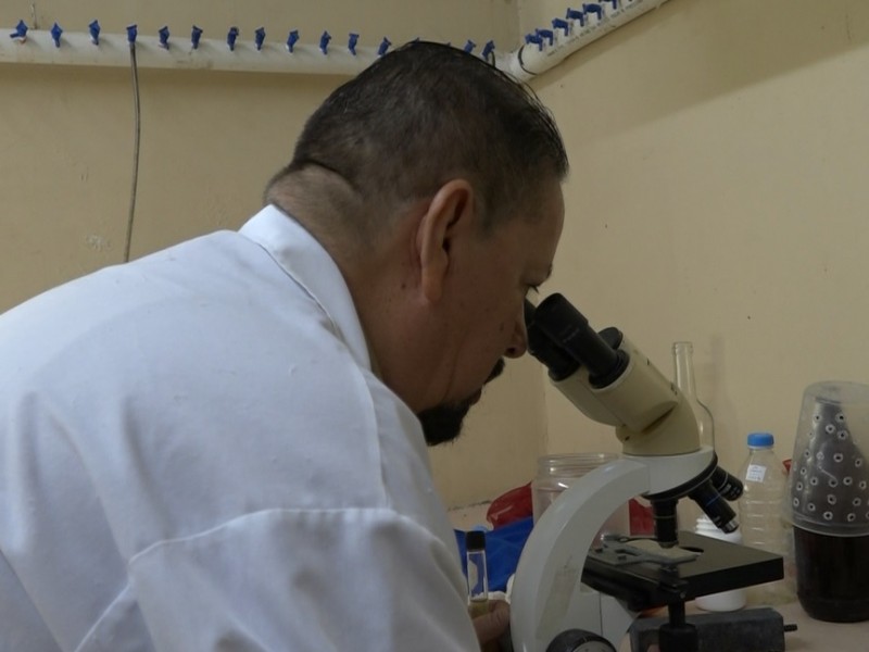 Investigador inhibe olores fétidos de drenajes con microalgas