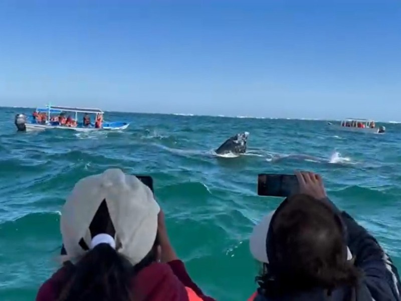 Investigadores destacan la importancia económica  de la ballena gris en BCS