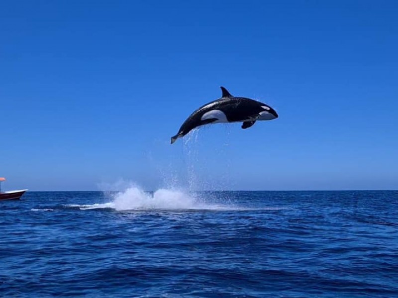 Investigadores llaman a realizar buenas prácticas durante avistamiento de orcas