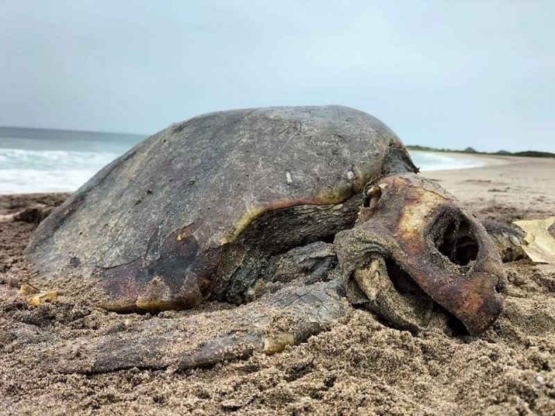 Investigan aparición de tortugas muertas en Salina Cruz