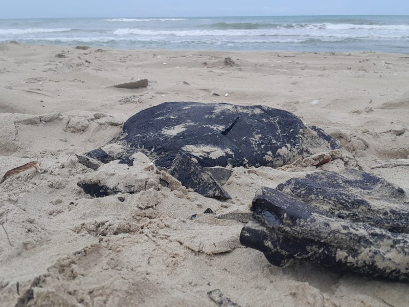 Investigan arribo de hidrocarburo en Tuxpan