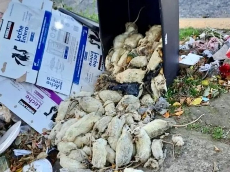 Investigan caso de ratas muertas en Xalapa